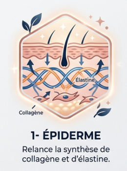 Une peau repulpée, ferme et un grain lissé.